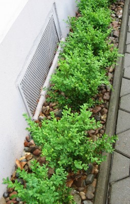 Buchsbaumreihe.jpg