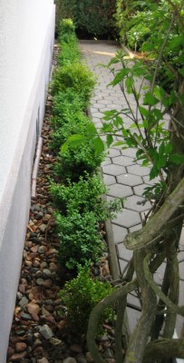 Buchsbaumreihe - klein.jpg