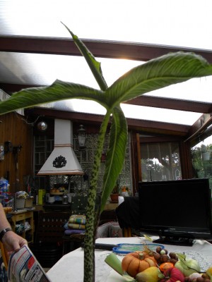 Rare plant 034.jpg