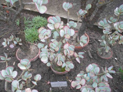 P6300011Crassula.jpg