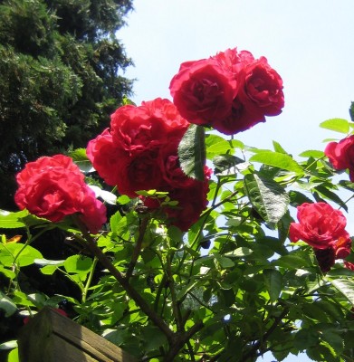 20100624_0001_7.JPG