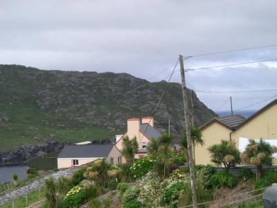 Cordyline.JPG