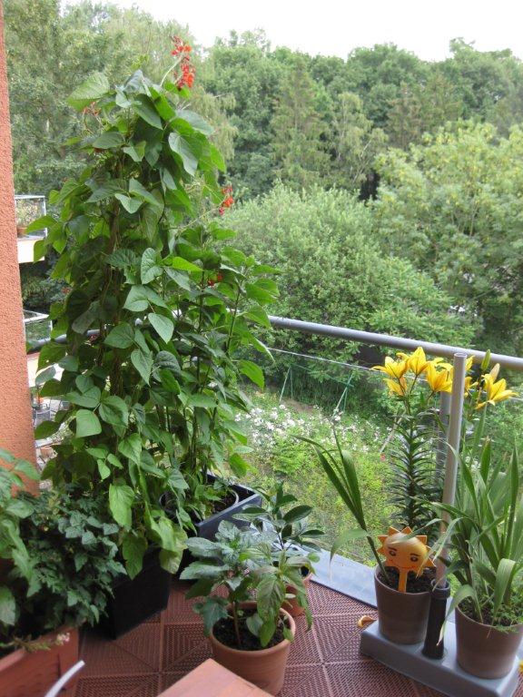 Bohnen auf dem Balkon · Pflanzen & Botanik · GREEN24 Pflanzen & Garten Forum