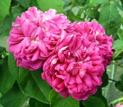 Rosa ´Rose de Resht´.JPG