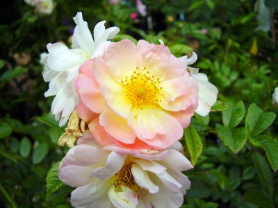Rosa ´Ghislaine de Feligonde´.JPG