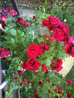 Foto-rose-o2.jpg
