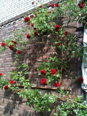 Foto-rose-h.jpg