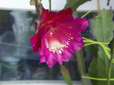 Ackermanii_Nachw_3047.jpg