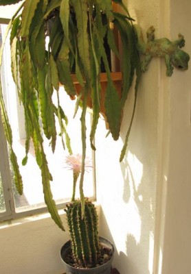 Cereus-2.JPG