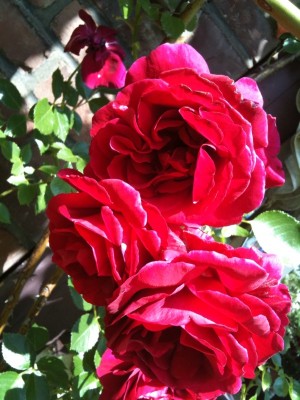 Foto-rose-b2.jpg