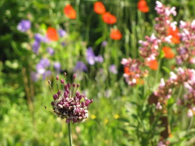 allium-scodoprasum-Sommerbild.JPG