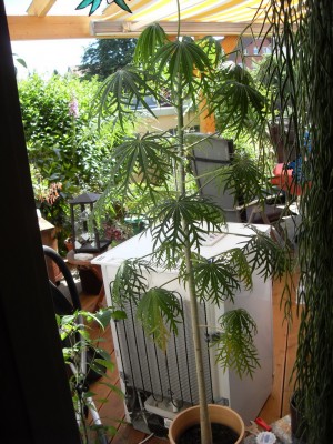 SDC11428.JPG