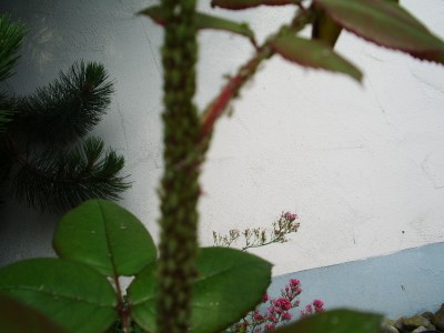 IMGP0982.JPG