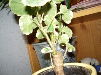 IMGP0987.JPG