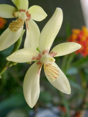 Phalaenopsis cochlearis 1.jpg