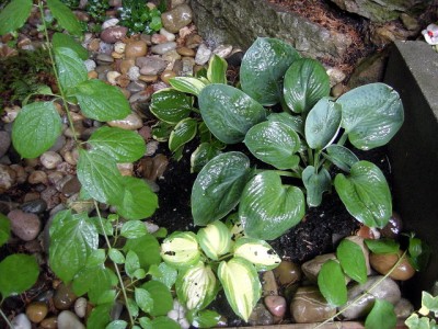 Funkien Juni-Juli 07.JPG