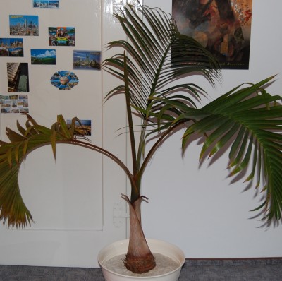 Flaschenpalme8.jpg