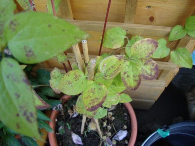clematis2.jpg