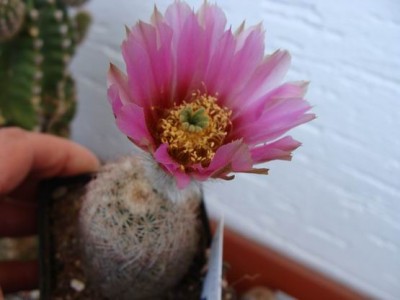 Meine Bilder 1196a.jpg