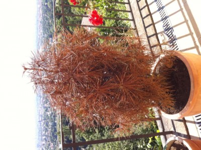 baum1.JPG