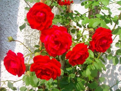 100D9530.JPG