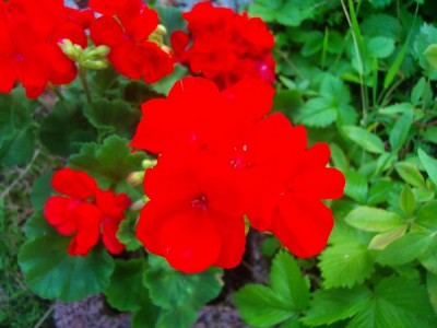 100D9573.JPG