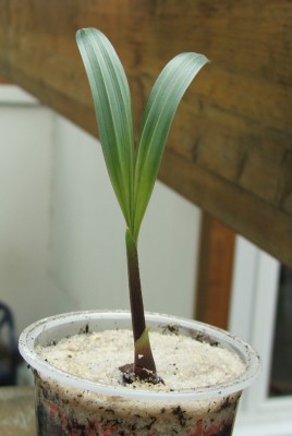 Dypsis decaryi.28.05.10.jpg