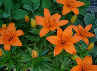 Lilien orange.JPG