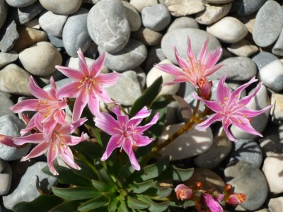 Lewisia C..JPG