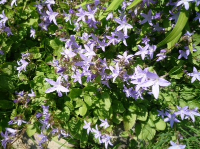 Campanula.JPG