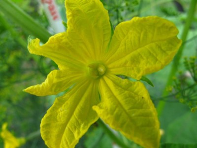 Gurkenblüte.JPG