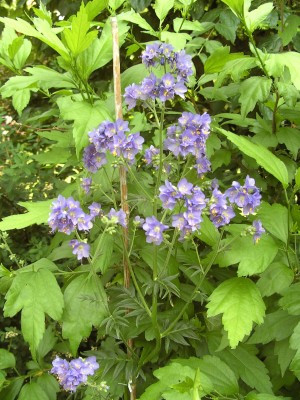 Blüten.JPG