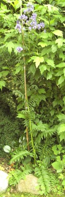ganze Blume.jpg