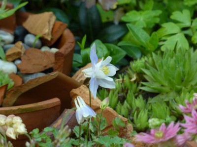 Aquilegia pyrenaica discolor1.jpg