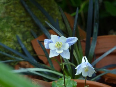Aquilegia pyrenaica discolor 21.jpg