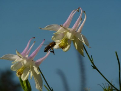 Aquilegia Hybrida1.jpg