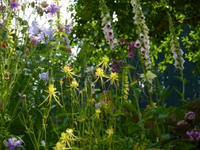 Aquilegia chaplinei Kronbühel Schwoich1.jpg