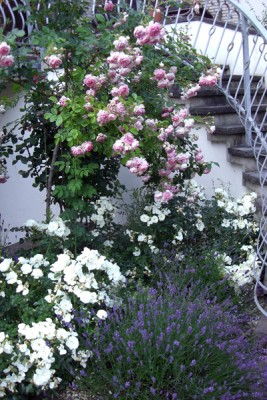 Rosengarten_2010_1.jpg