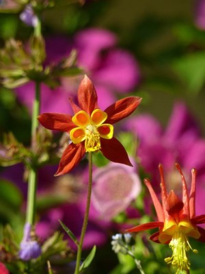 Aquilegia formosa1.jpg