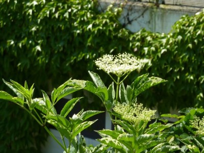 panagierter Holunder1.jpg