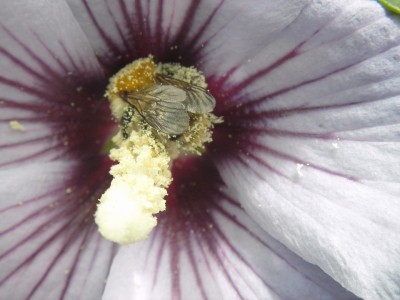 7.7.2007 hummel oder was.jpg