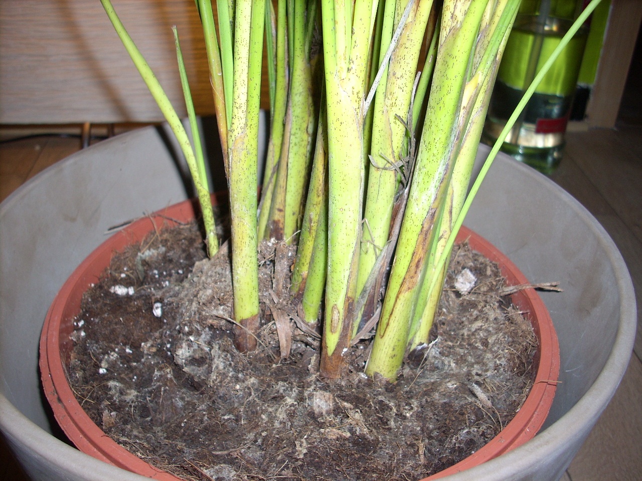 kentia palme thripse Howea forsteriana "Kentia Palm" #2 at SPROUT HOME