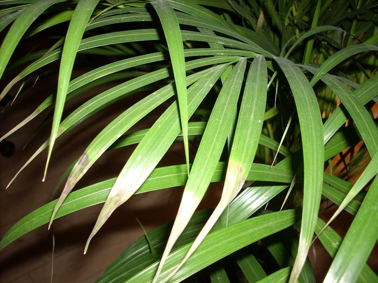 kentia palme thripse Kentia Palm 4-5 Ft | Thrives Indoors & Warm Climates