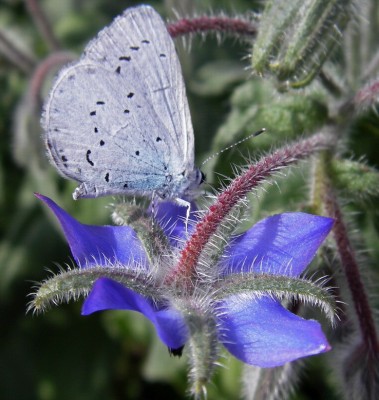 7.7.2007 bleu sur bleu.jpg