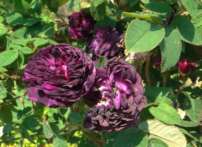 rosa gallica 'cardinal de richelieu'.jpg