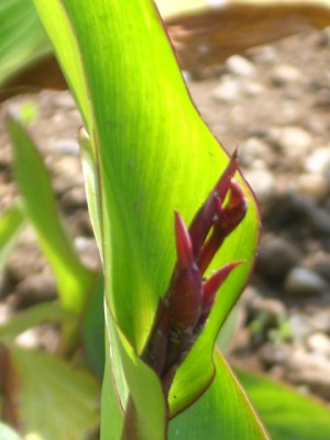 Canna indica 29.06.10 (1).JPG