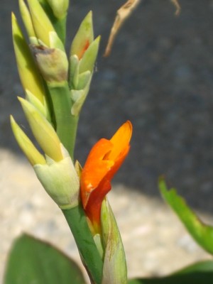 Canna indica 29.06.10.JPG