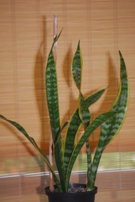 sansevieria012yy.jpg