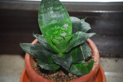 sansevieria016yy.jpg