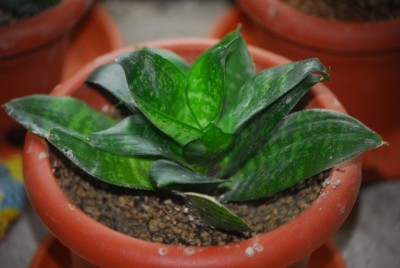 sansevieria015yy.jpg